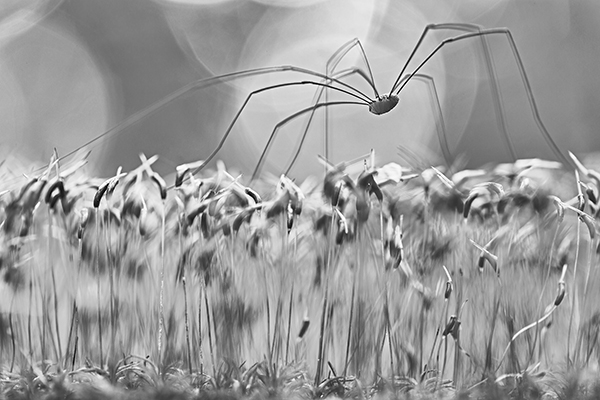 harvestman